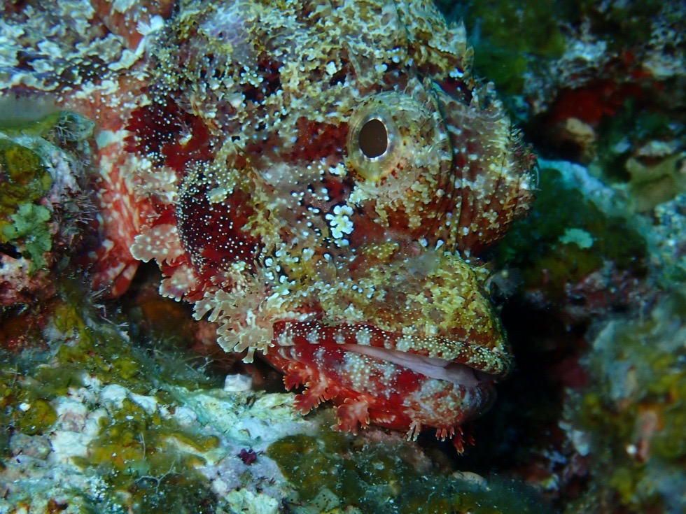 カラカラ先生伊良部島