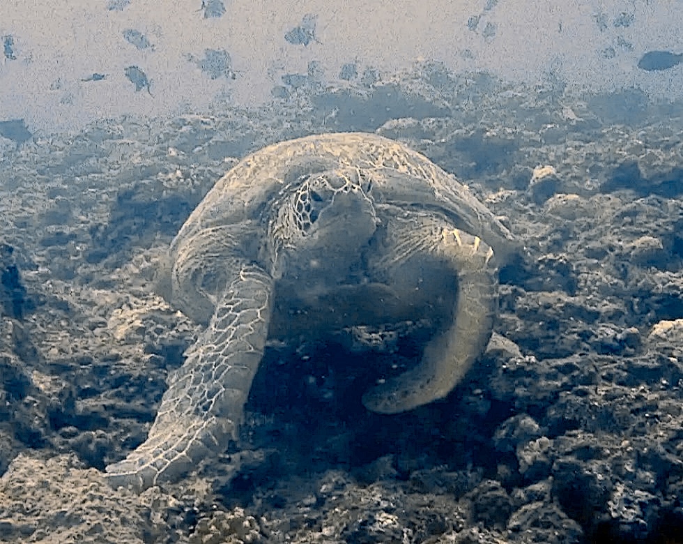 カラカラ先生伊良部島