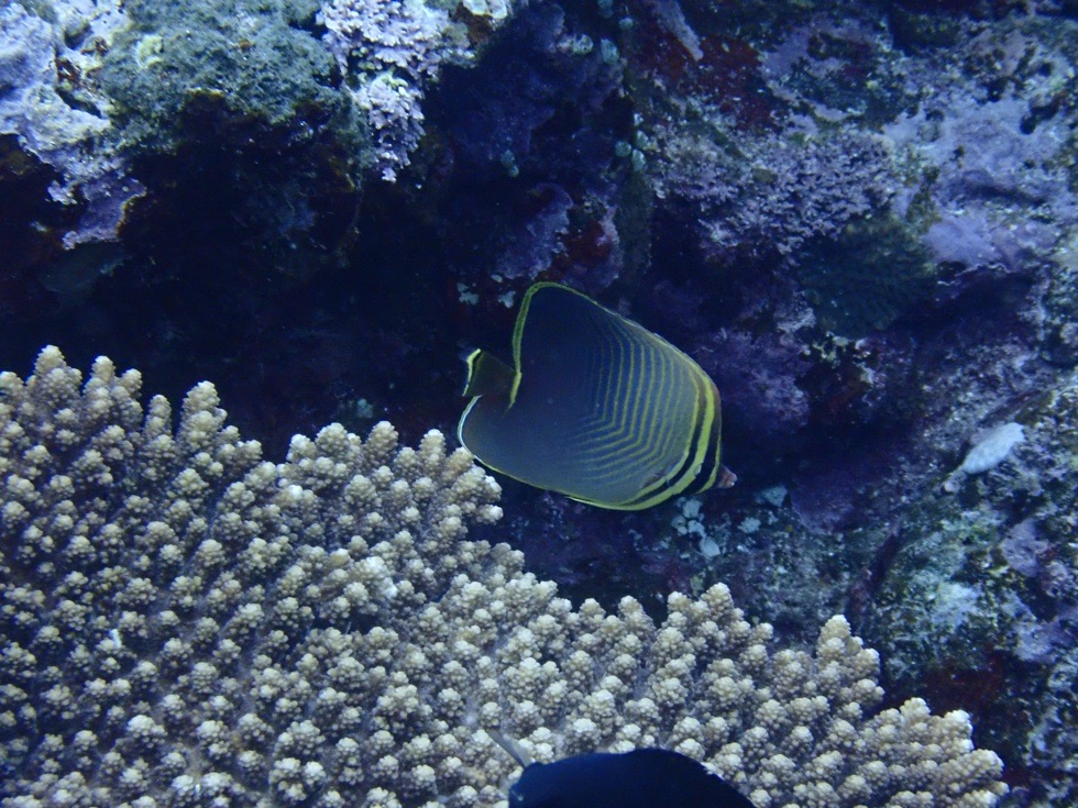 カラカラ先生伊良部島