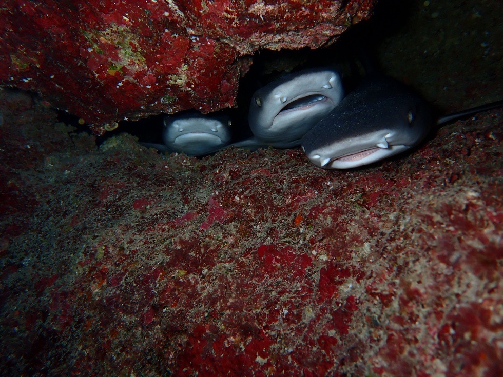 カラカラ先生下地島