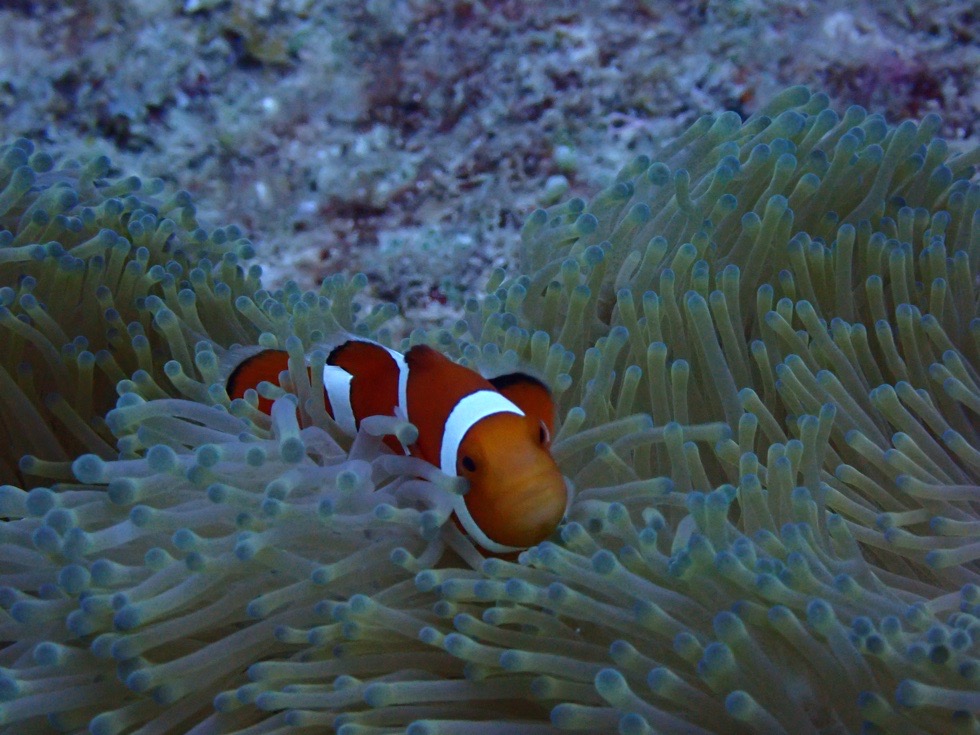 カラカラ先生下地島