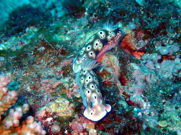 カラカラ先生下地島