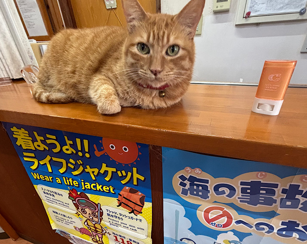 カラカラ先生陸作業