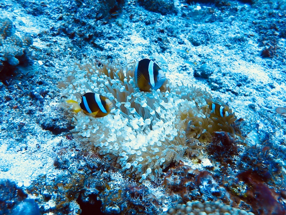 カラカラ先生下地島