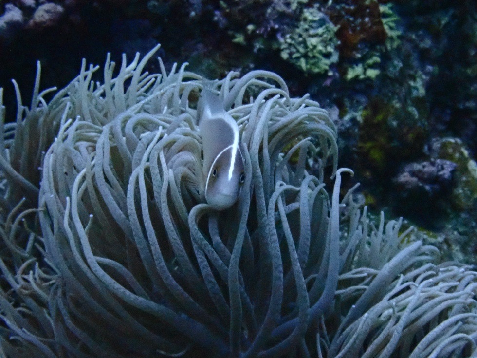 カラカラ先生伊良部島