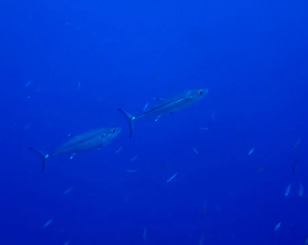 カラカラ先生伊良部島