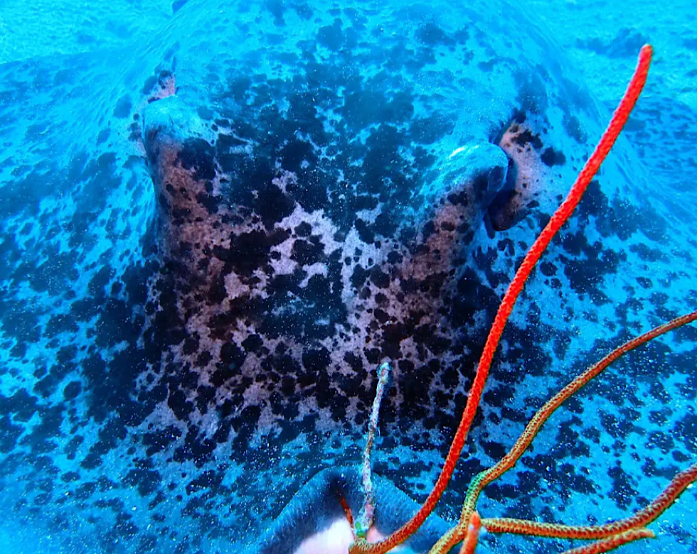 カラカラ先生伊良部島
