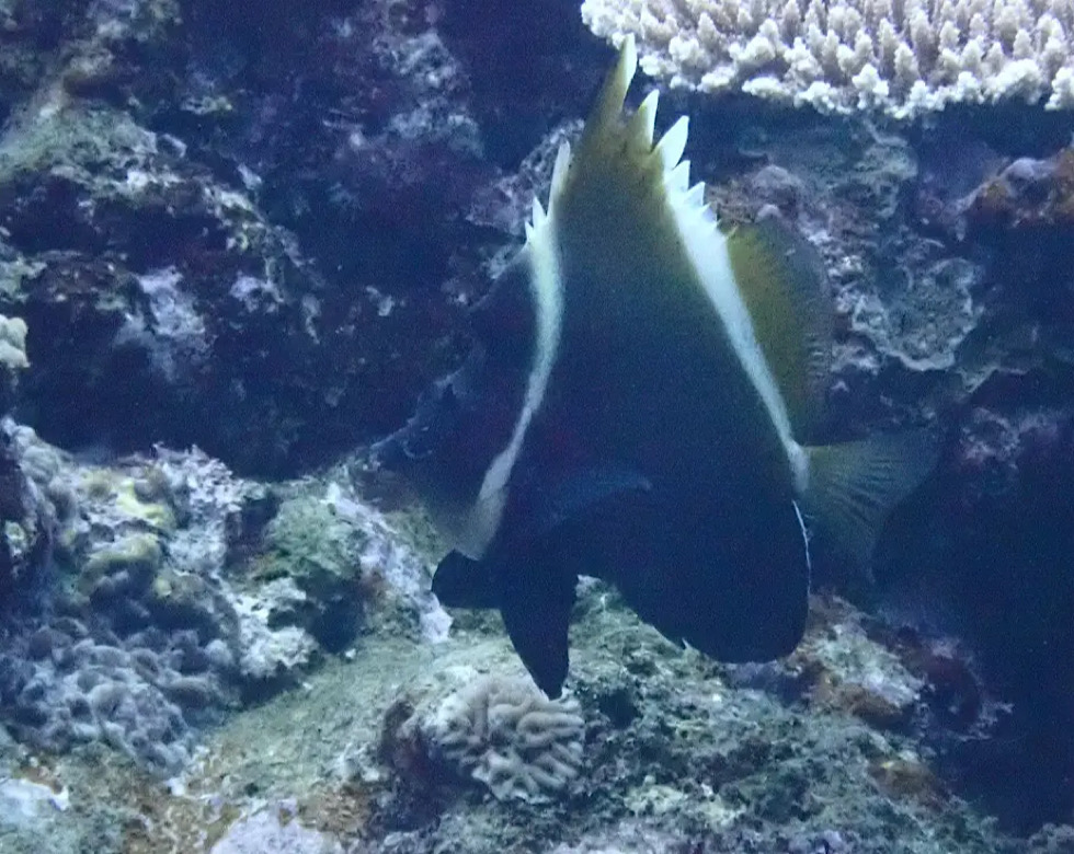 カラカラ先生伊良部島