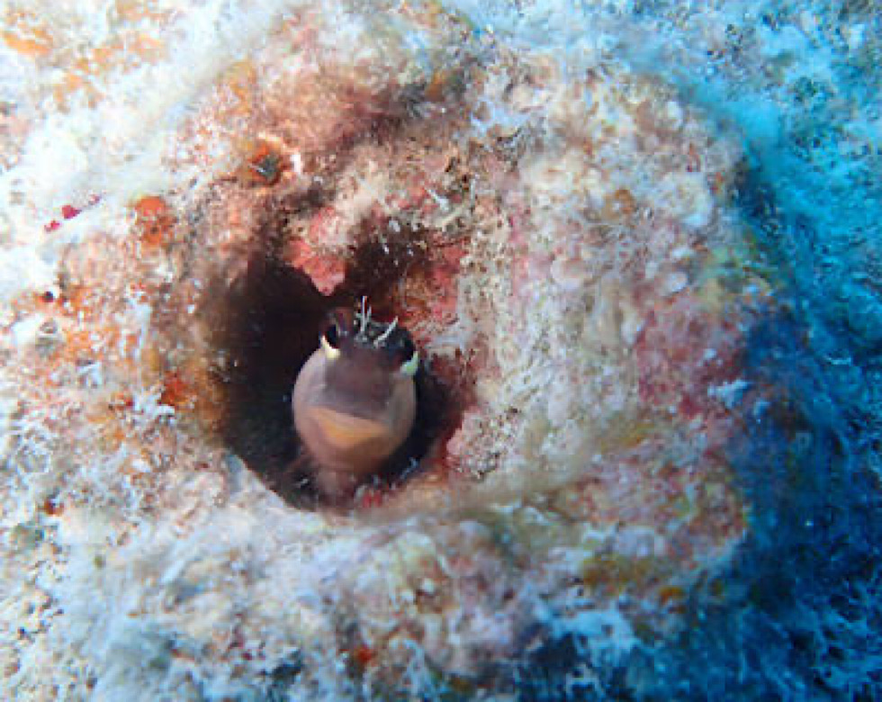 カラカラ先生伊良部島