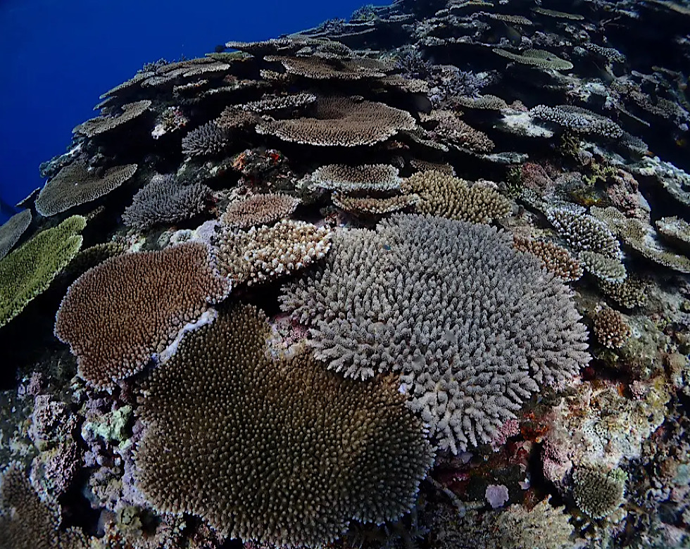カラカラ先生伊良部島