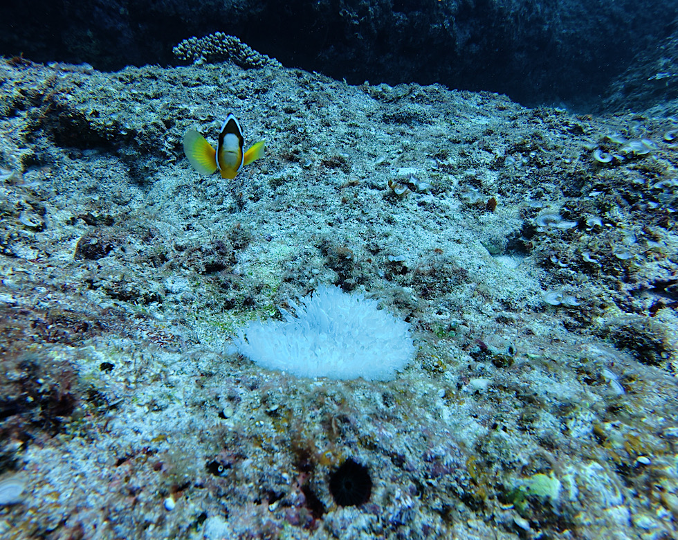 カラカラ先生伊良部島