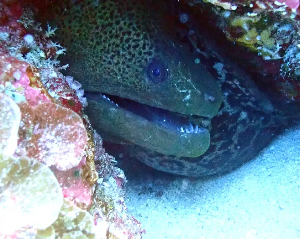 カラカラ先生伊良部島