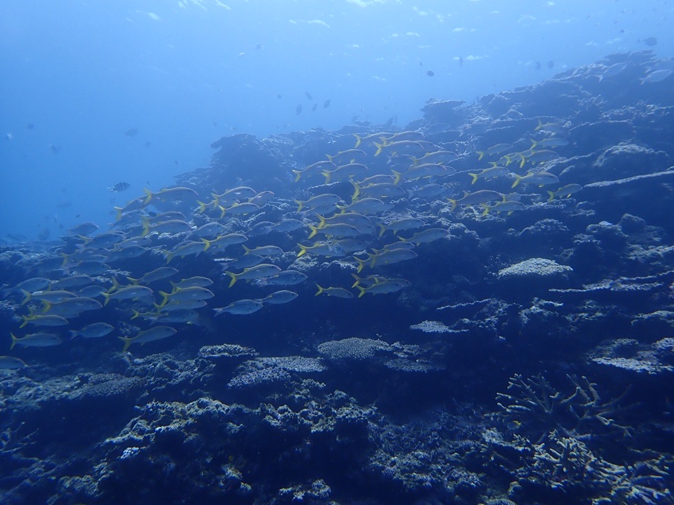 カラカラ先生伊良部島