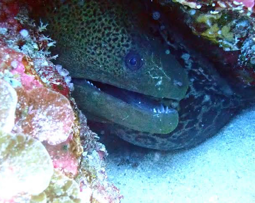 カラカラ先生伊良部島