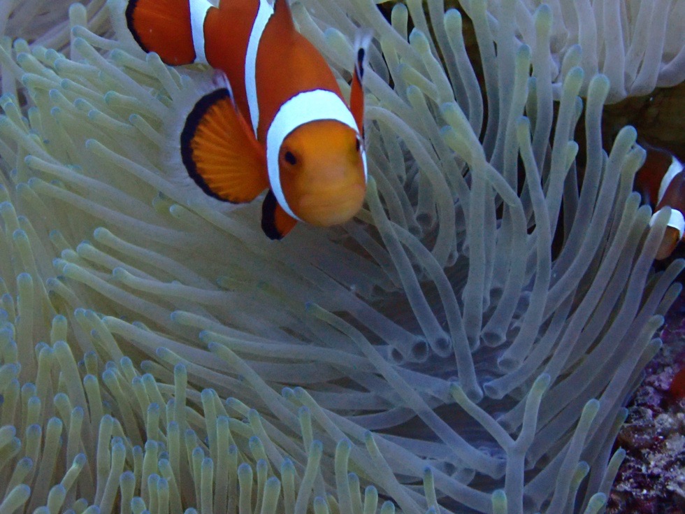 カラカラ先生伊良部島