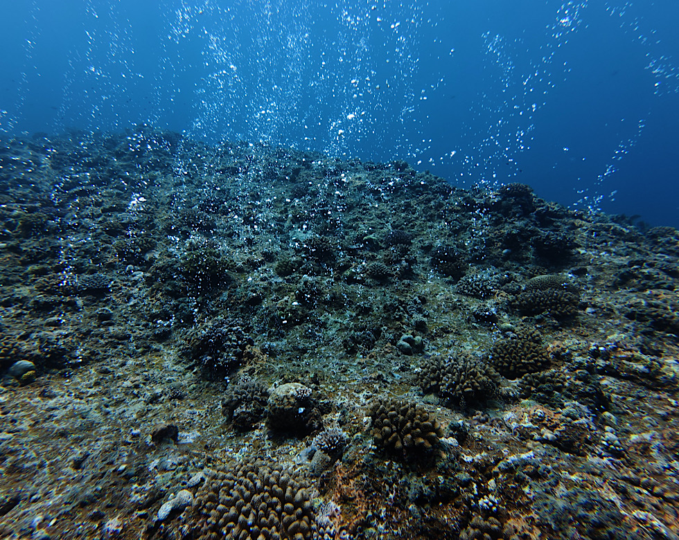 カラカラ先生伊良部島