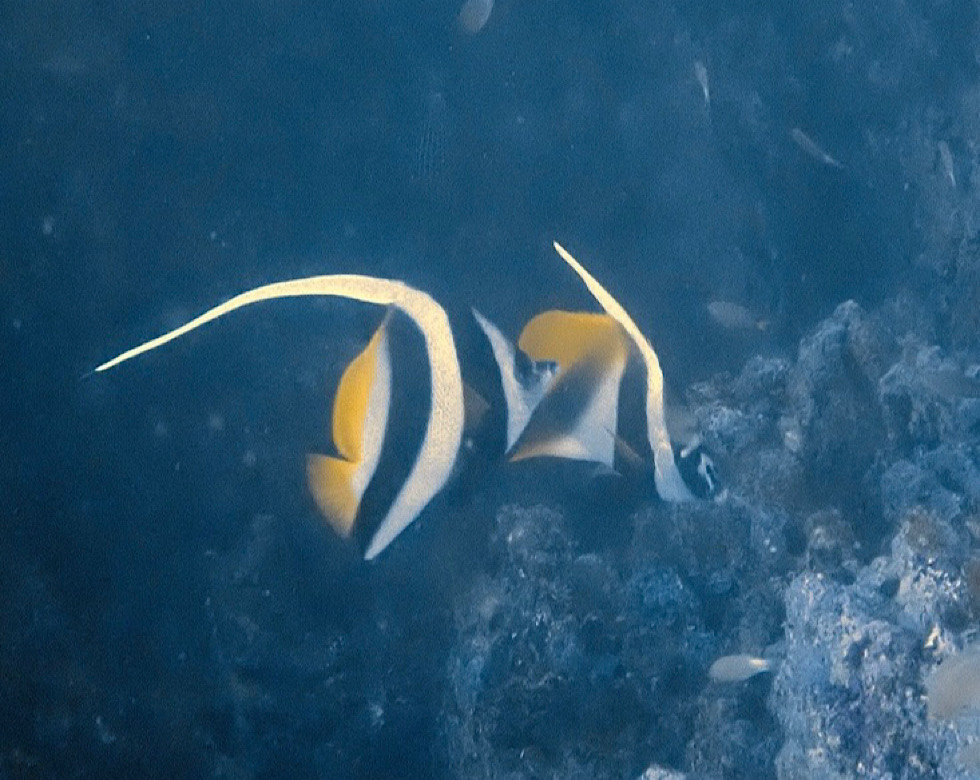 カラカラ先生伊良部島