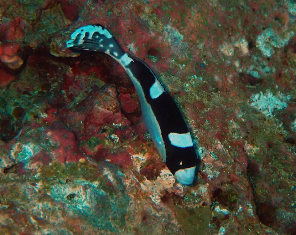 カラカラ先生伊良部島