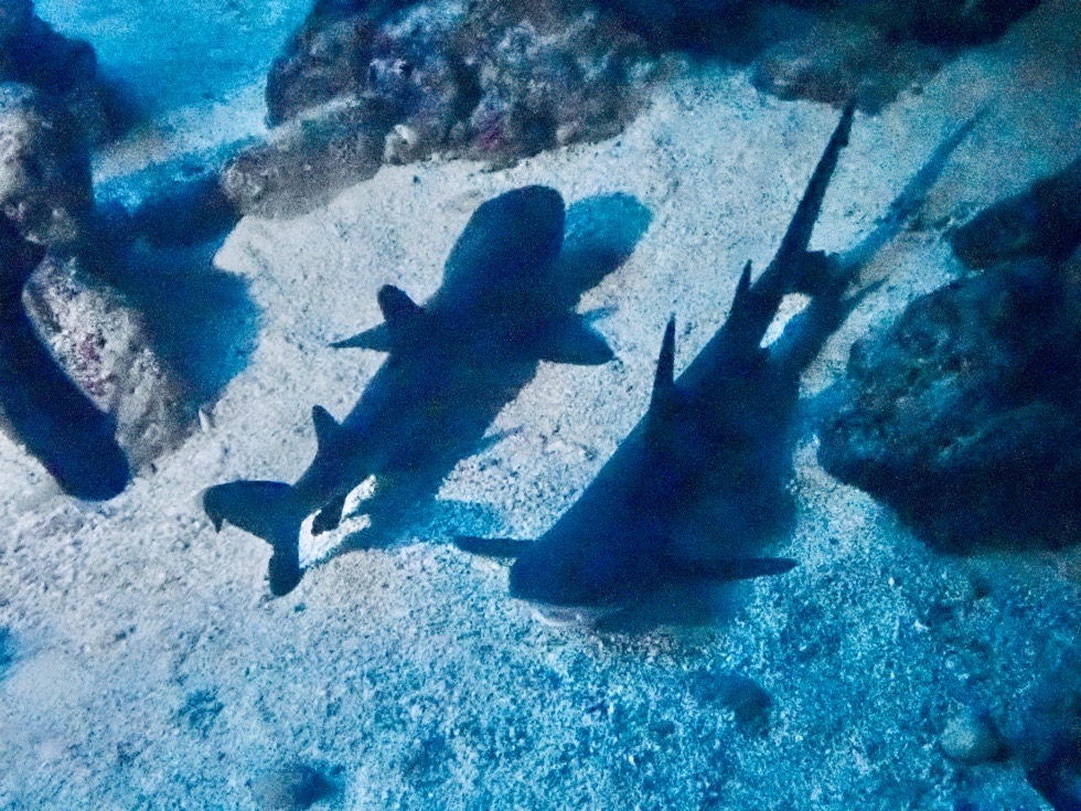 カラカラ先生下地島
