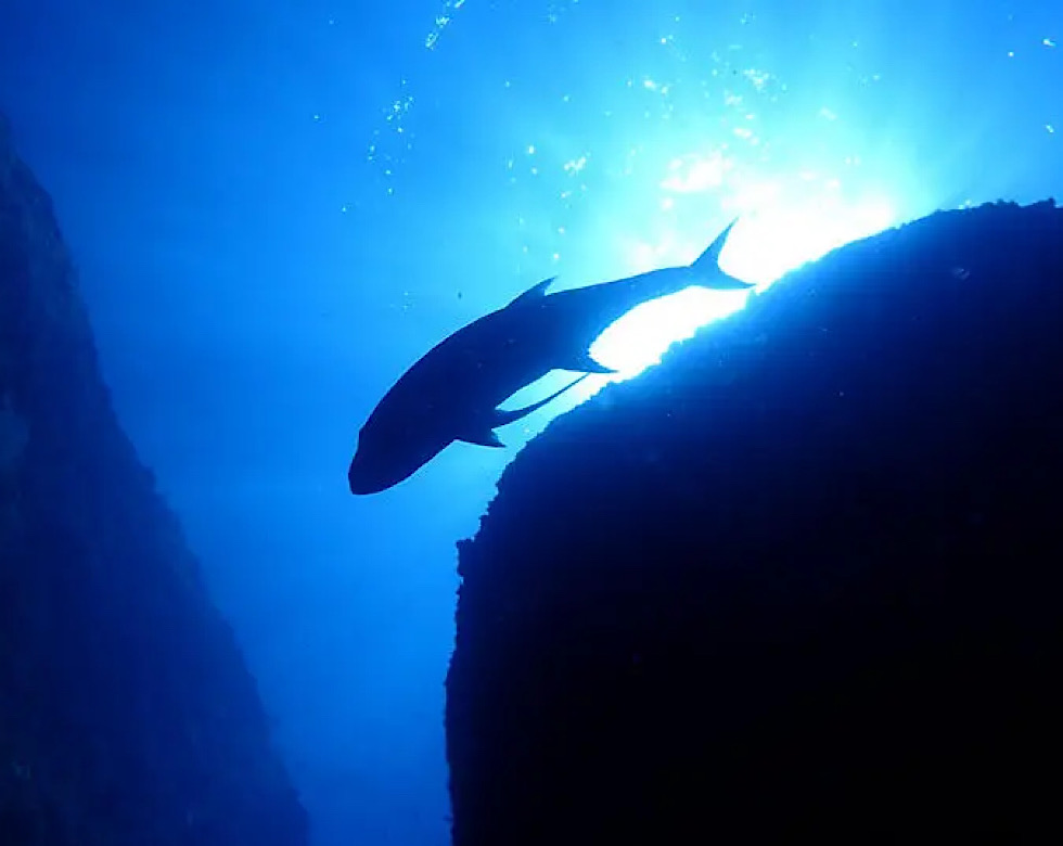 カラカラ先生伊良部島