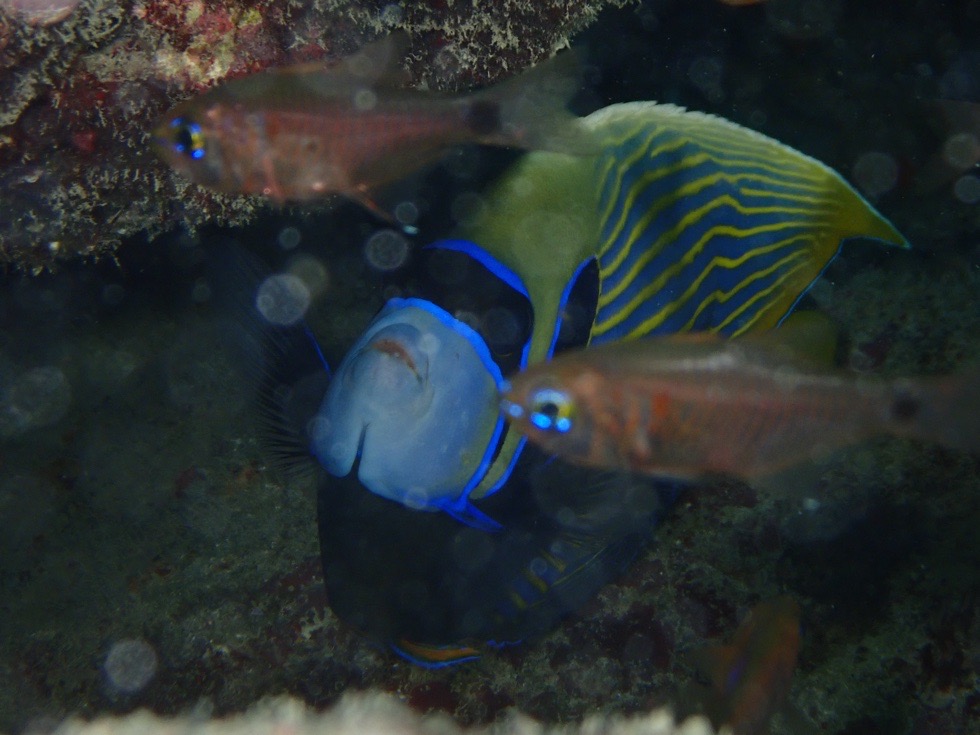 カラカラ先生狩俣