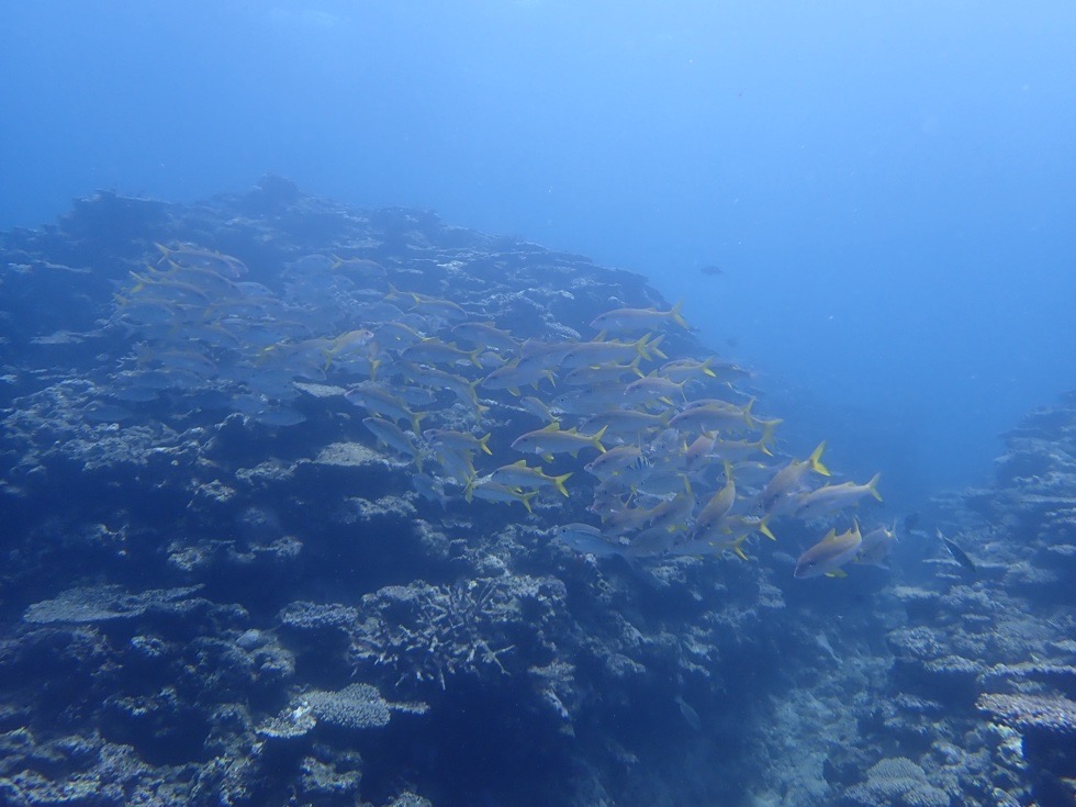 カラカラ先生伊良部島