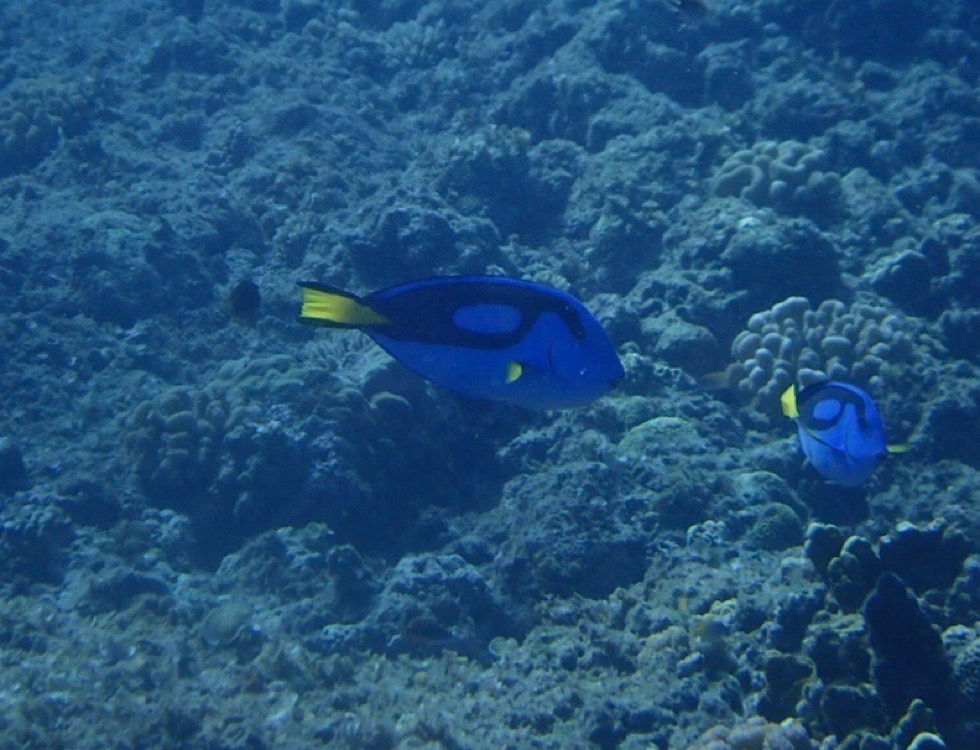 カラカラ先生伊良部