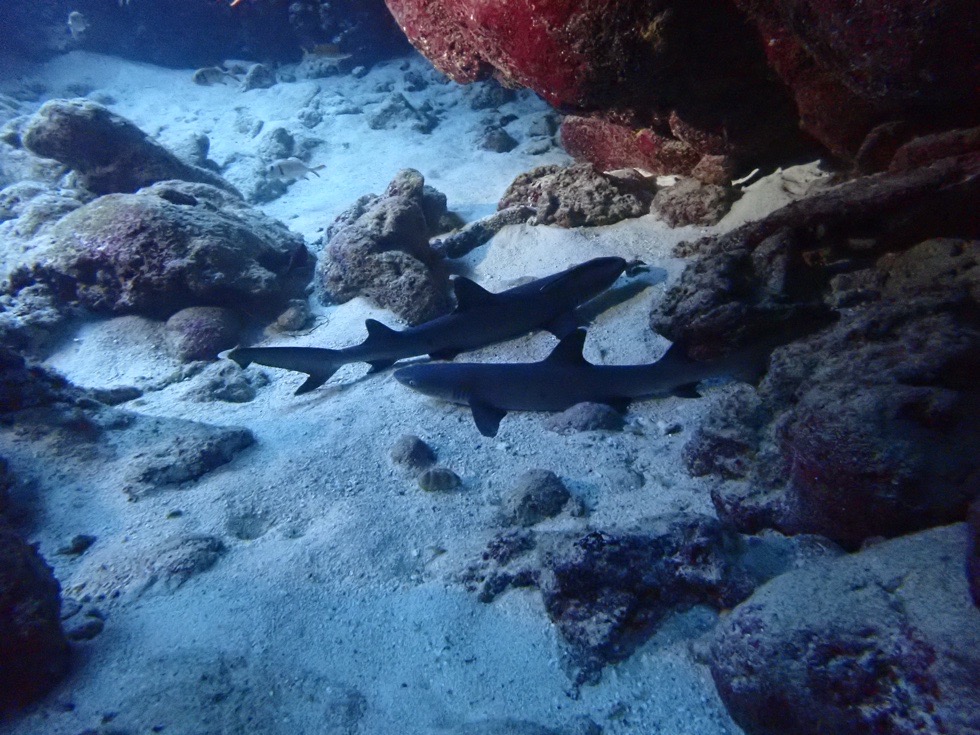 カラカラ先生下地島