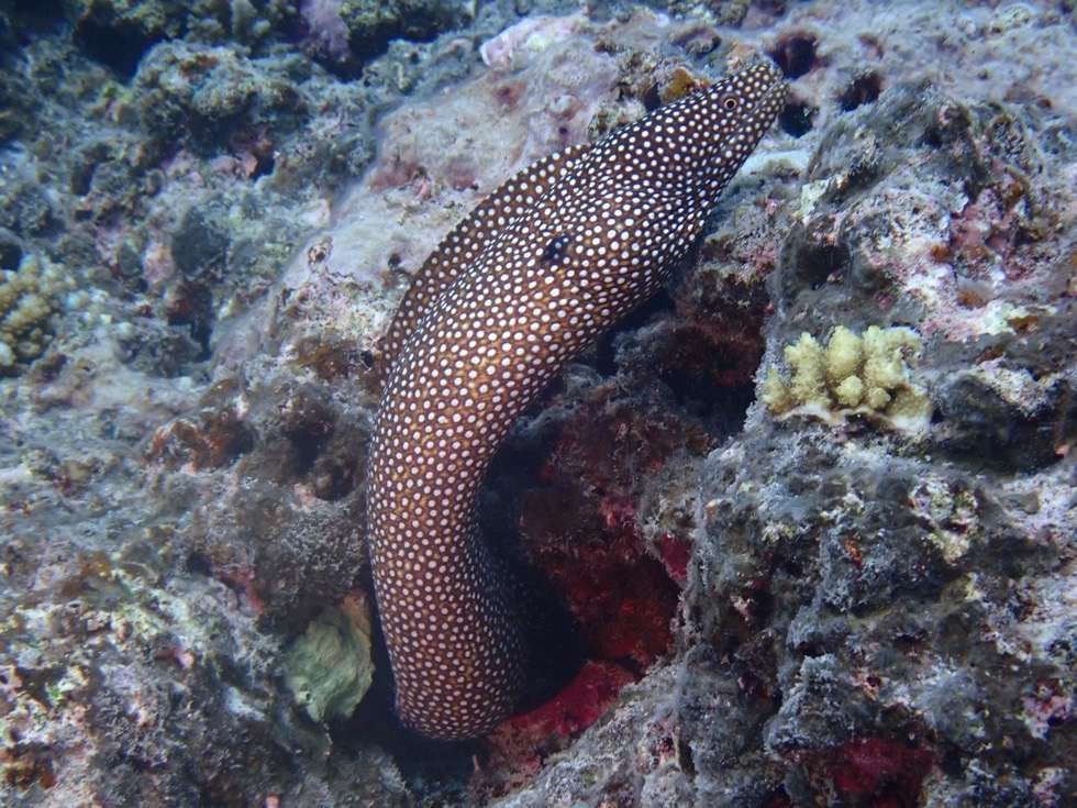 カラカラ先生伊良部島