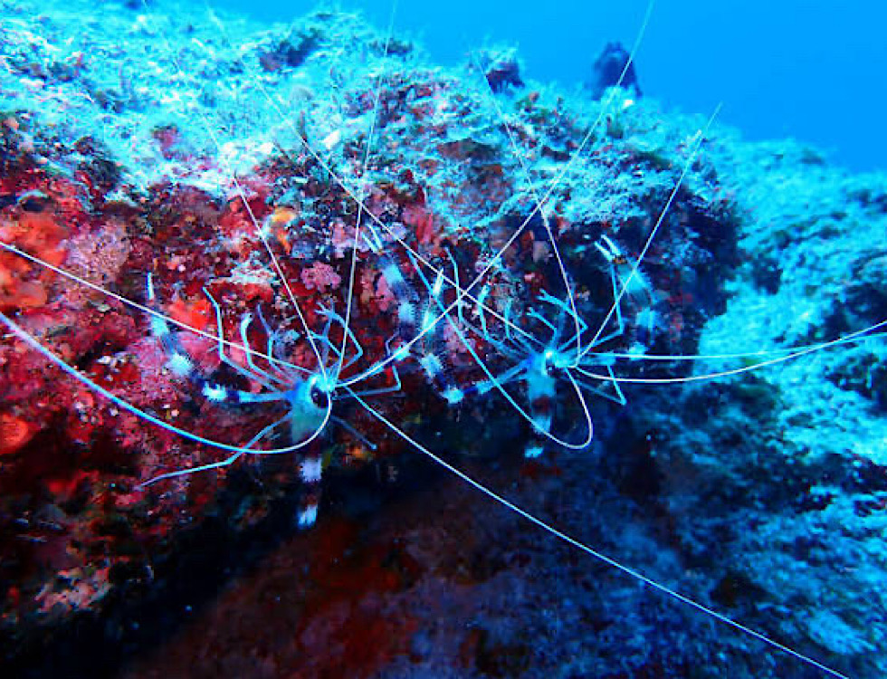 カラカラ先生下地島