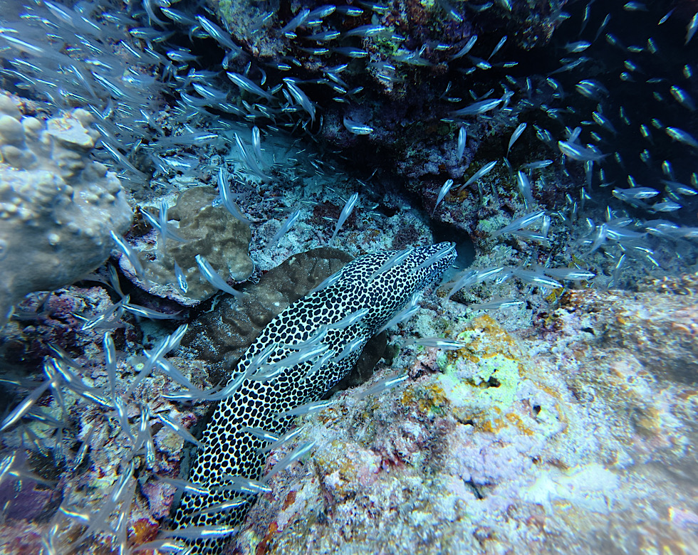 カラカラ先生下地島