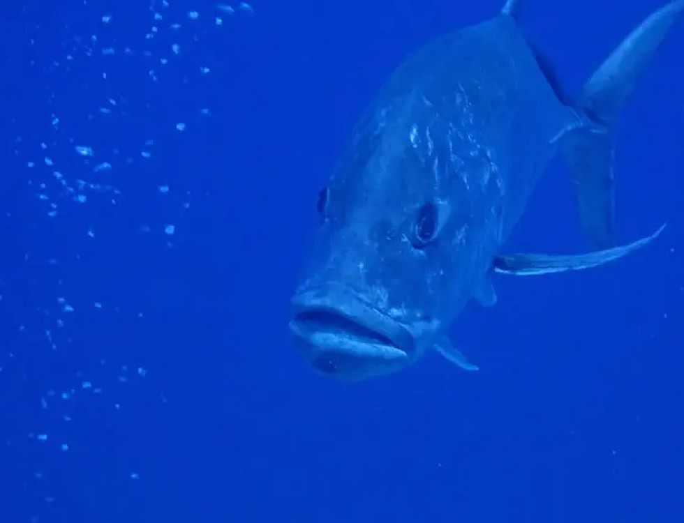 カラカラ先生伊良部島