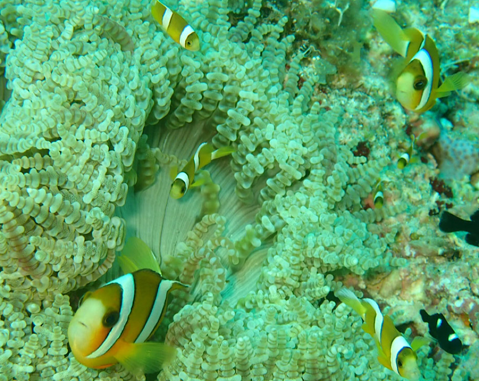 カラカラ先生下地島