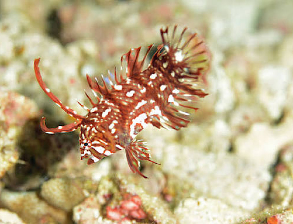 カラカラ先生下地島