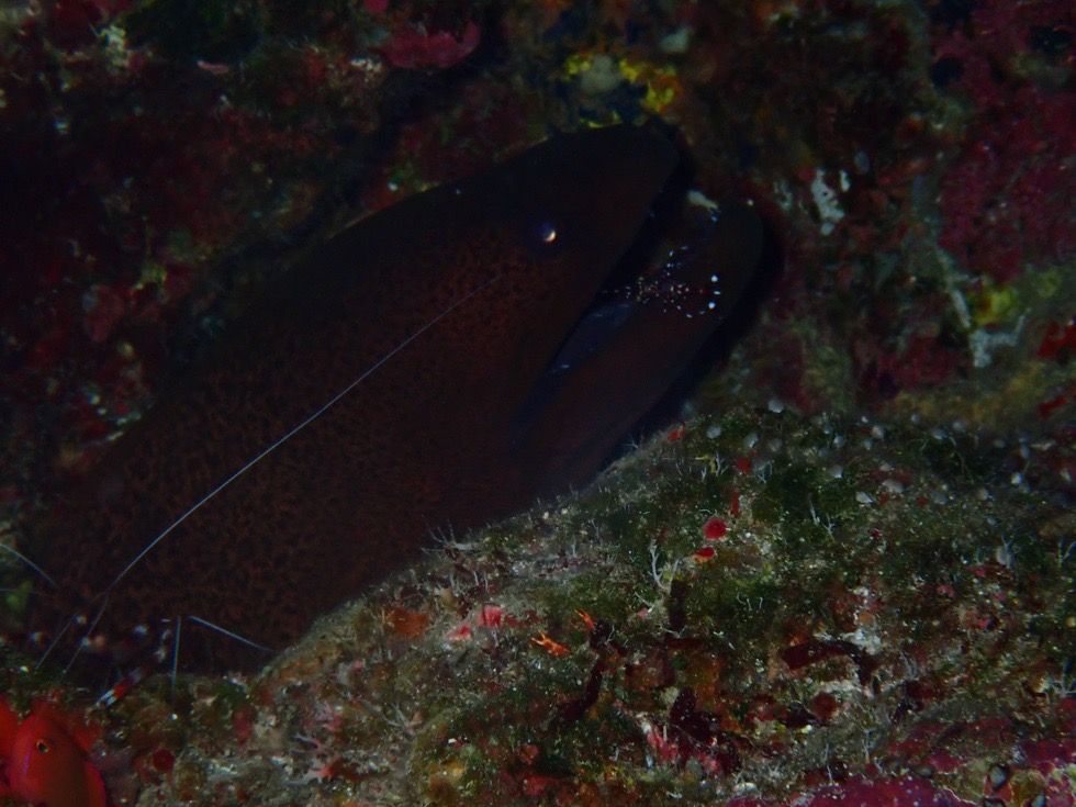 カラカラ先生やびじ