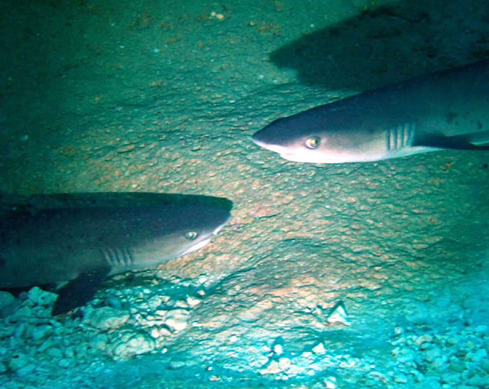 カラカラ先生下地島