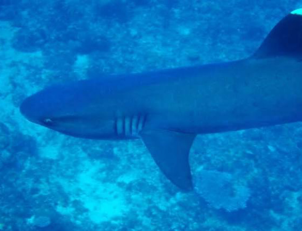 カラカラ先生やびじ