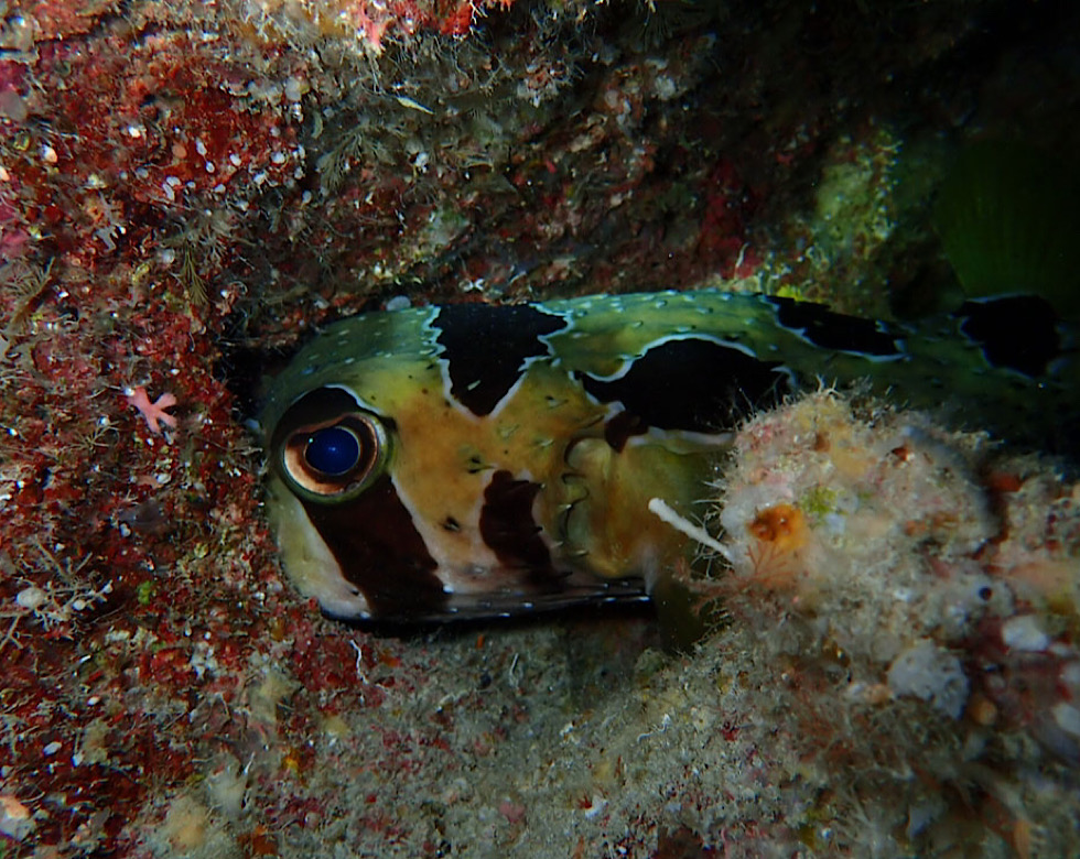 カラカラ先生南海岸