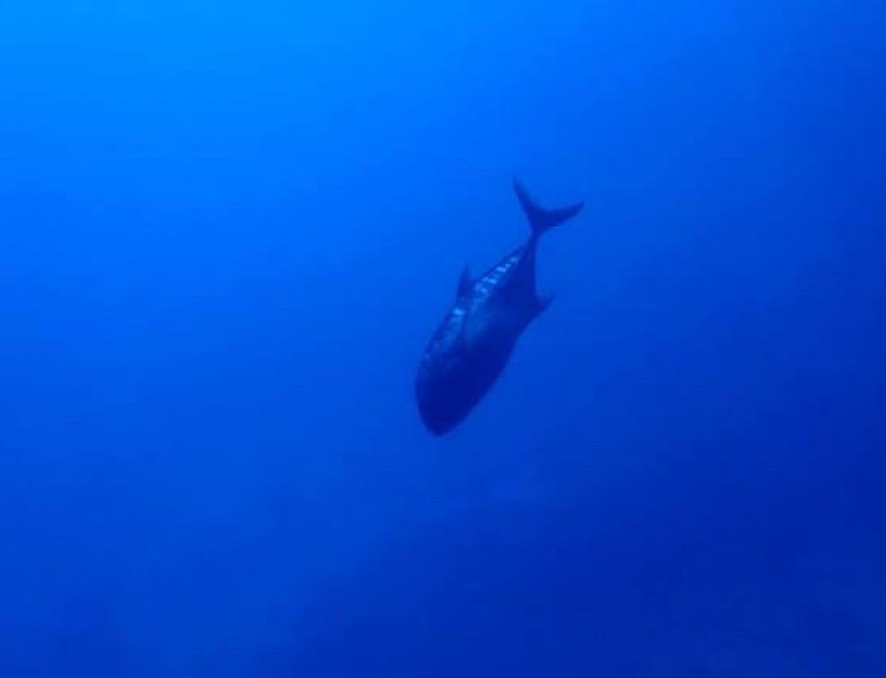 カラカラ先生下地島