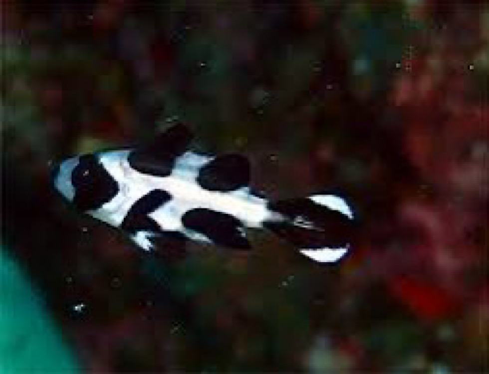 カラカラ先生伊良部島