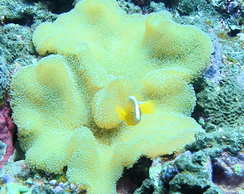 カラカラ先生南海岸