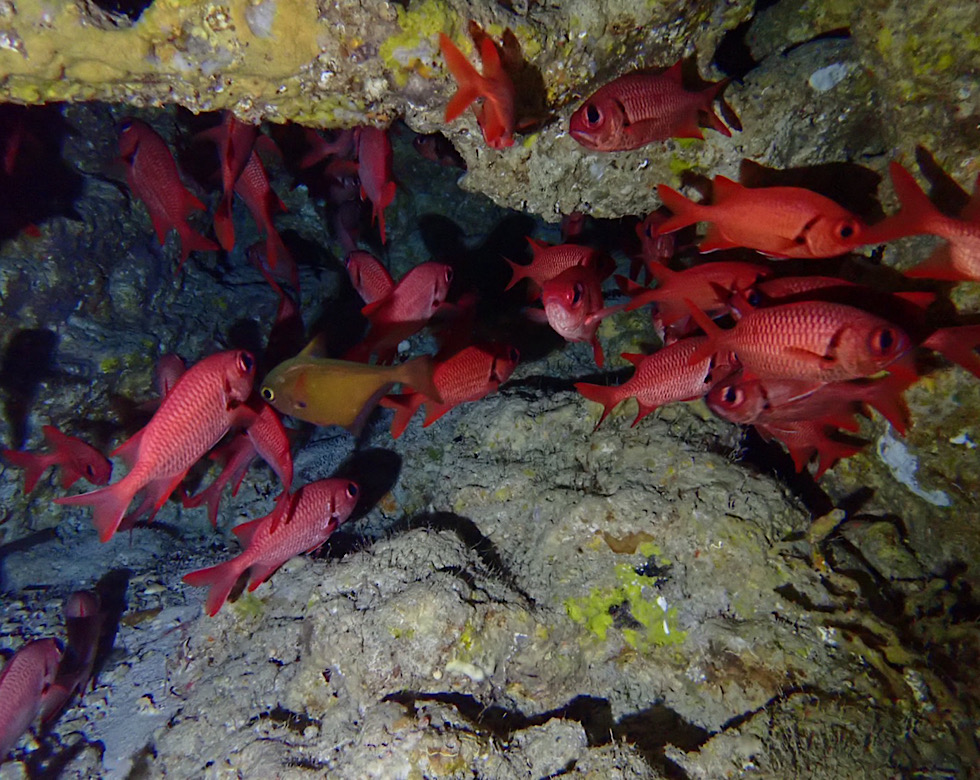カラカラ先生伊良部島