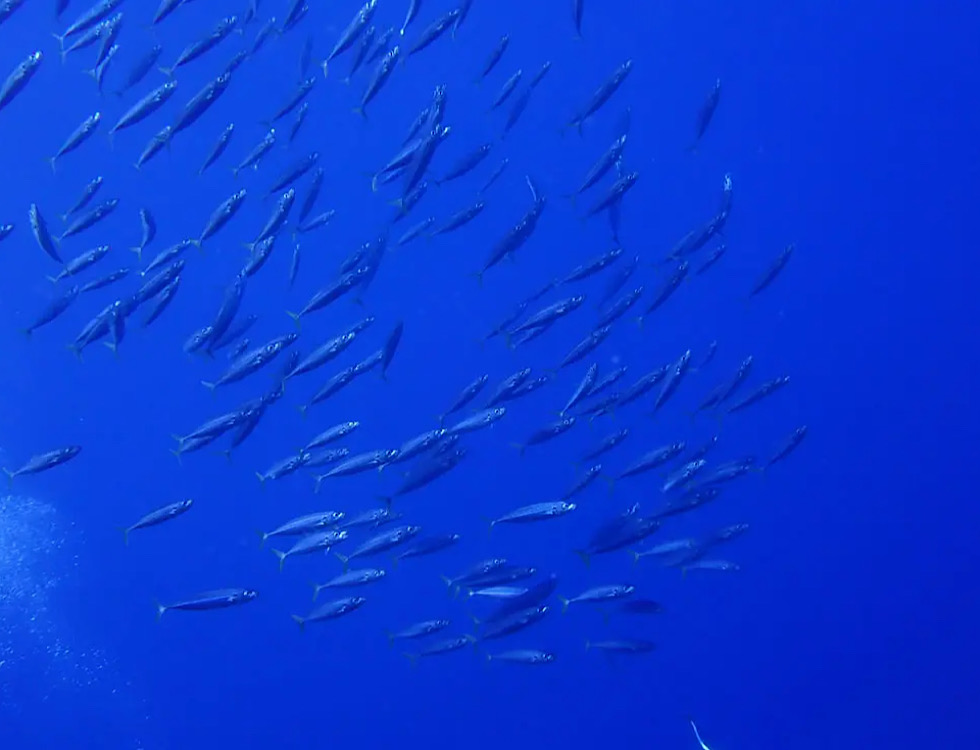 カラカラ先生下地島
