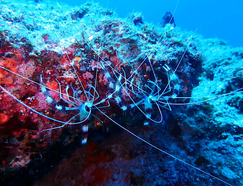 カラカラ先生下地島