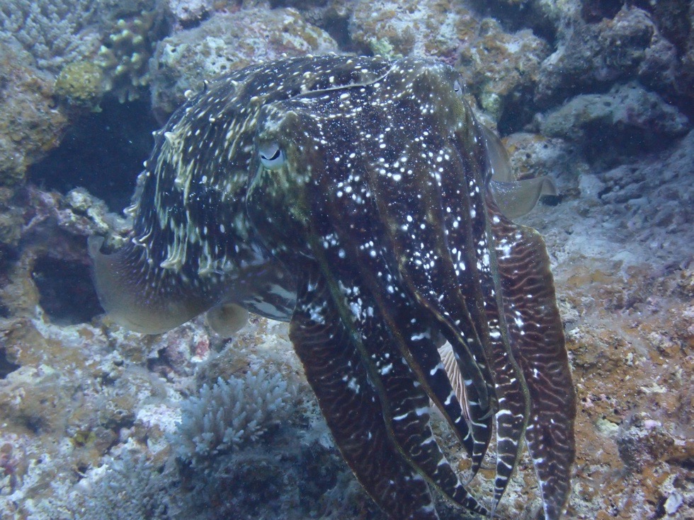 カラカラ先生やびじ