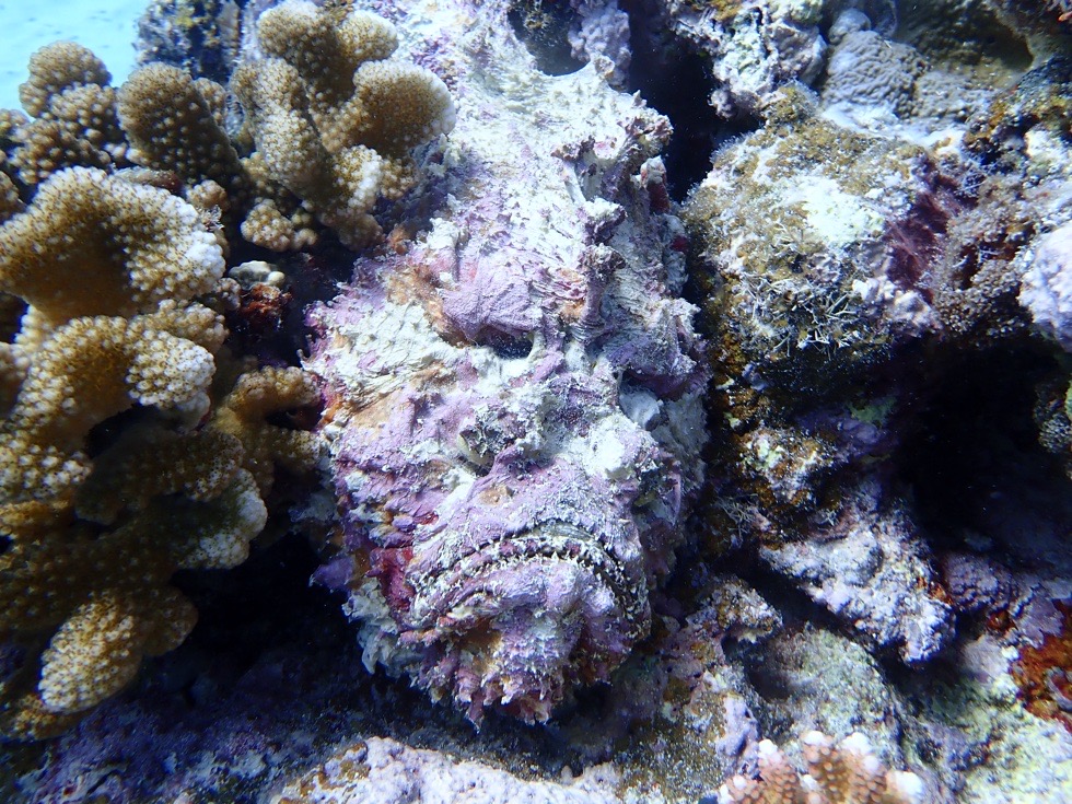 カラカラ先生下地島