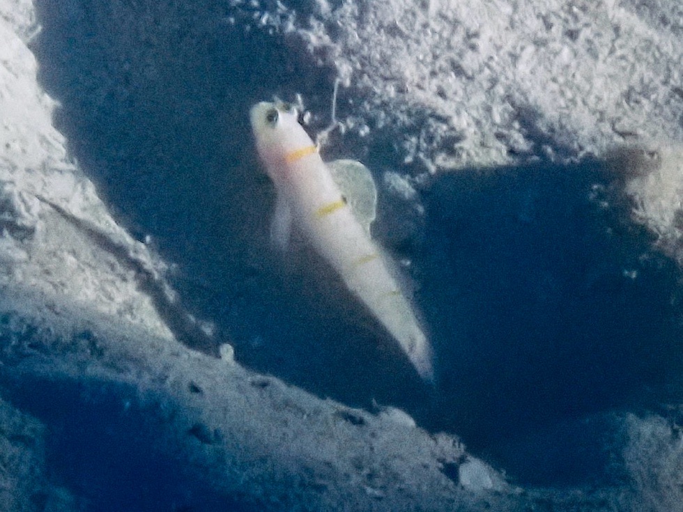 カラカラ先生下地島