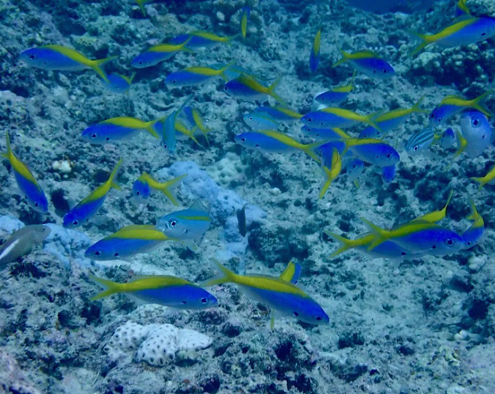 カラカラ先生伊良部島