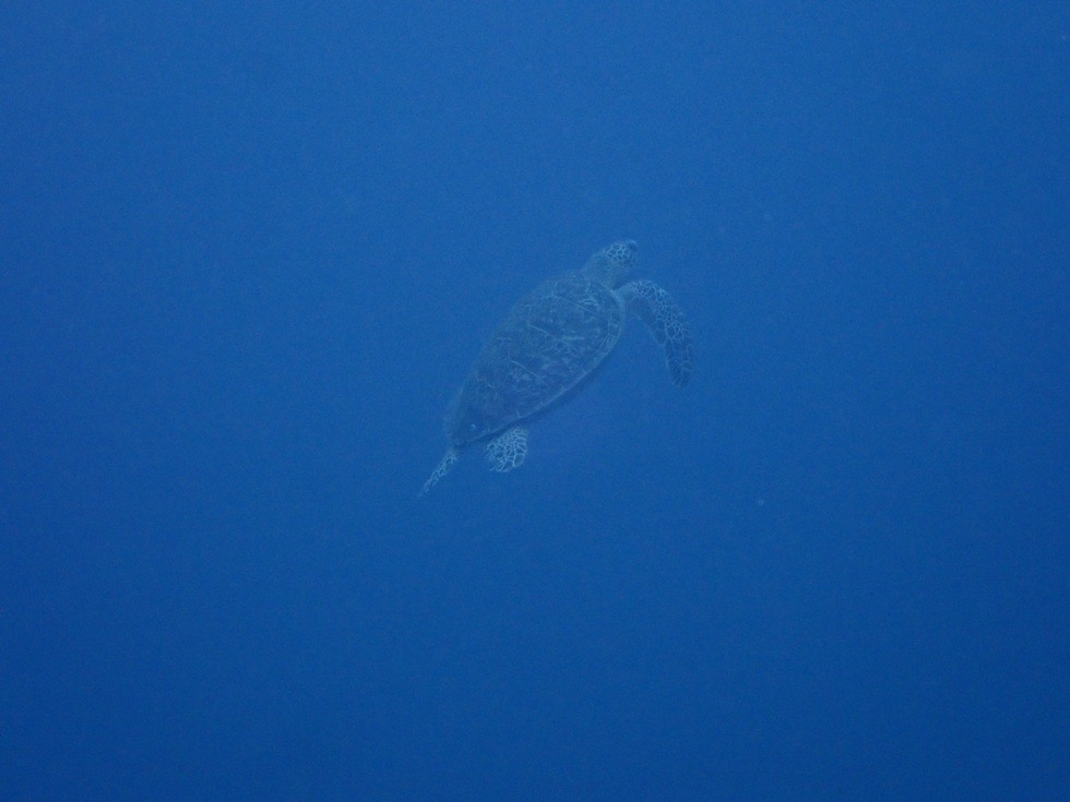 カラカラ先生伊良部島