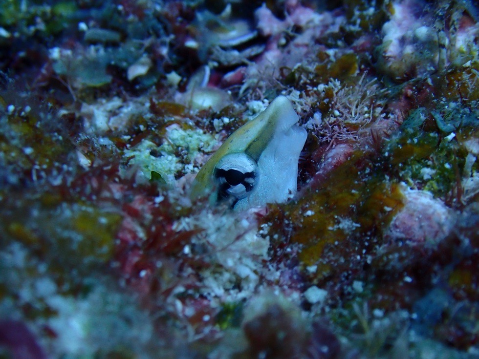 カラカラ先生下地島